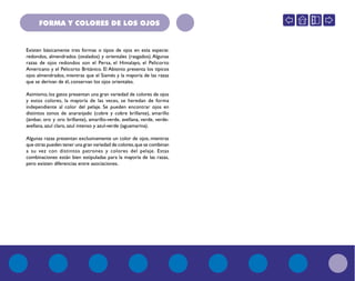 FORMA Y COLORES DE LOS OJOS
Existen básicamente tres formas o tipos de ojos en esta especie:
redondos, almendrados (ovalados) y orientales (rasgados). Algunas
razas de ojos redondos son el Persa, el Himalayo, el Pelicorto
Americano y el Pelicorto Británico. El Abisinio presenta los típicos
ojos almendrados, mientras que el Siamés y la mayoría de las razas
que se derivan de él, conservan los ojos orientales.
Asimismo, los gatos presentan una gran variedad de colores de ojos
y estos colores, la mayoría de las veces, se heredan de forma
independiente al color del pelaje. Se pueden encontrar ojos en
distintos tonos de anaranjado (cobre y cobre brillante), amarillo
(ámbar, oro y oro brillante), amarillo-verde, avellana, verde, verde-
avellana, azul claro, azul intenso y azul-verde (aguamarina).
Algunas razas presentan exclusivamente un color de ojos, mientras
que otras pueden tener una gran variedad de colores,que se combinan
a su vez con distintos patrones y colores del pelaje. Estas
combinaciones están bien estipuladas para la mayoría de las razas,
pero existen diferencias entre asociaciones.
 