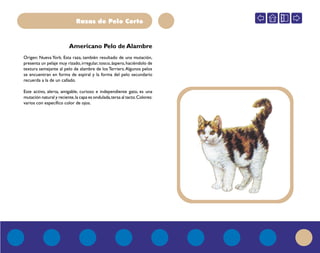 Razas de Pelo Corto
Origen: Nueva York. Esta raza, también resultado de una mutación,
presenta un pelaje muy rizado,irregular,tosco,áspero,haciéndolo de
textura semejante al pelo de alambre de los Terriers.Algunos pelos
se encuentran en forma de espiral y la forma del pelo secundario
recuerda a la de un callado.
Este activo, alerta, amigable, curioso e independiente gato, es una
mutación natural y reciente,la capa es ondulada,tersa al tacto.Colores:
varios con específico color de ojos.
Americano Pelo de Alambre
 