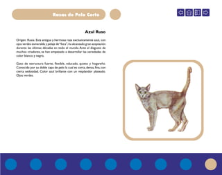 Razas de Pelo Corto
Origen: Rusia. Esta antigua y hermosa raza exclusivamente azul, con
ojos verdes esmeralda y pelaje de“foca”,ha alcanzado gran aceptación
durante las últimas décadas en todo el mundo.Ante el disgusto de
muchos criadores, se han empezado a desarrollar las variedades de
color blanco y negro.
Gato de estructura fuerte, flexible, educado, quieto y hogareño.
Conocido por su doble capa de pelo la cual es corta, densa, fina,con
cierta sedosidad. Color azul brillante con un resplandor plateado.
Ojos: verdes.
AZUa
Azul Ruso
 