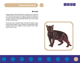 Razas de Pelo Corto
Bombay
Origen:Estados Unidos.Resultado del cruzamiento entre el Burmés
y el Pelicorto Americano de color negro, el Bombay fue creado para
ser lo más parecido posible a una pequeña pantera, conservando la
excelente condición y el pelaje satinado del Burmés y el color negro
del Pelicorto Americano.
Nombrado así por el leopardo negro de la India.De mediano a largo,
gracioso,quieto hogareño y buen compañero.Cuerpo flexible,robusto
y elegante. Capa corta y pegada al cuerpo, satinado. Color: negro.
Ojos: amarillo o cobre
 