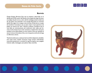 Razas de Pelo Corto
Origen: Rangún, Birmania. Esta raza se empezó a desarrollar en la
década de los 30’s a partir del Siamés y de una gata de origen birmano,
sin pedigrí,de pelo corto y color café.Sin embargo,existen evidencias
de que gatos muy parecidos a los actuales Burmeses se conocían
desde hace siglos en el antiguo reino de Siam. El Burmés es un gato
de excelente musculatura, con un peso mayor al que aparenta y de
pelaje con textura de “satín”. Muchos criadores consideran que la
raza debe ser exclusivamente del tradicional color sable, que du-
rante mucho tiempo fue el color exclusivo y original de la raza,pero
también se han desarrollado en otros colores como por ejemplo: el
azul,el crema,el chocolate,el lila y con el esquema concha de tortuga
en diferentes colores.
Totalmente afectuoso y seductor,fuerte,de fácil adaptación,saludable,
ama viajar, buen cazador. Gracioso, largo aunque redondeado,
musculoso,pesado por su tamaño.Su capa fina espesa,rasa y pegada.
Colores: sable, champagne, azul, platino. Ojos: amarillos.
Burmés
 