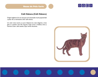 Razas de Pelo Corto
Café Habana (Café Habano)
Origen:Inglaterra.Es una raza que no ha alcanzado mucha popularidad
a pesar de su interesante color café intenso.
Un color único (como un puro habano) da a este elegante y vivaz
gato su nombre. Una fiel mascota. Capa corta a mediana, tersa y
lustrosa. Color: café castaño. Ojos: verde reluciente.
 
