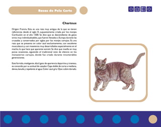Razas de Pelo Corto
Charteux
Origen: Francia. Esta es una raza muy antigua de la que se tienen
referencias desde el siglo X, supuestamente criada por los monjes
Carthusión en el año 1500. Se dice que es descendiente de gatos
sirios muy individualizables,que fueron llevados a Europa durante las
cruzadas y conservados por siglos por los monjes cartujos. Es una
raza que se presenta en color azul exclusivamente, con excelente
musculatura y con maseteros muy desarrollados especialmente en el
macho, lo que hace que aparente sonreír. Se dice que maúlla en muy
pocas ocasiones, siguiendo el tradicional voto de silencio en los
monasterios cartujos, donde fue criado durante innumerables
generaciones.
Este fornido,inteligente,dócil gato de apariencia deportiva y travieso,
es conocido por su actitud de cazador.Capa doble de corta a mediana,
densa,lanuda y repelente al agua.Color:azul gris.Ojos:cobre dorado.
 