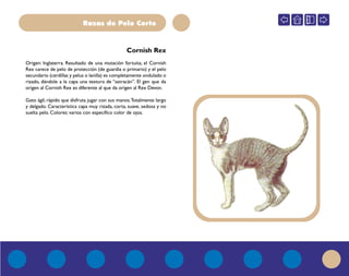 Razas de Pelo Corto
Cornish Rex
Origen: Inglaterra. Resultado de una mutación fortuita, el Cornish
Rex carece de pelo de protección (de guardia o primario) y el pelo
secundario (cerdillas y pelus o lanilla) es completamente ondulado o
rizado, dándole a la capa una textura de “astracán”. El gen que da
origen al Cornish Rex es diferente al que da origen al Rex Devon.
Gato ágil, rápido que disfruta jugar con sus manos.Totalmente largo
y delgado. Característica capa muy rizada, corta, suave, sedosa y no
suelta pelo. Colores: varios con específico color de ojos.
 