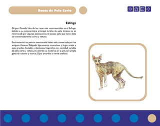 Razas de Pelo Corto
Esfinge
Origen: Canadá. Una de las razas más controvertidas es el Esfinge,
debido a su característica principal: la falta de pelo. Incluso no es
reconocida por algunas asociaciones. El escaso pelo que tiene debe
ser extremadamente corto y velloso.
Esta mutación sin pelo es mencionada haber sido conservada por los
antiguos Aztecas. Delgado, ligeramente musculoso y largo, orejas y
ojos grandes. Sociable y afectuoso, hogareño; con cantidad variable
de pelo corto y velloso,el colorido se evidencia en la piel,con amplia
gama de colores y marcas. Ojos: amarillos o verde avellana.
 