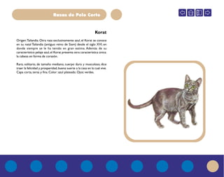 Razas de Pelo Corto
Korat
Origen:Tailandia. Otra raza exclusivamente azul, el Korat se conoce
en su natal Tailandia (antiguo reino de Siam) desde el siglo XVI, en
donde siempre se le ha tenido en gran estima. Además de su
característico pelaje azul,el Korat presenta otra característica única:
la cabeza en forma de corazón.
Raro, solitario, de tamaño mediano, cuerpo duro y musculoso, dice
traer la felicidad y prosperidad,buena suerte a la casa en la cual vive.
Capa corta, tersa y fina. Color: azul plateado. Ojos: verdes.
 