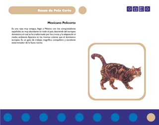 Razas de Pelo Corto
Mexicano Pelicorto
Es una raza muy antigua, llegó a México con los conquistadores
españoles,es muy abundante en todo el país,desciende del europeo
doméstico,el cual se ha trasformado por los cruces y la adaptación al
medio ambiente.Aparece en los mismos colores que el doméstico
europeo. Es un gato de trabajo, magnífico compañero y excelente
exterminador de la fauna nociva.
 