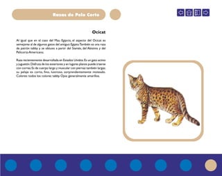 Razas de Pelo Corto
Al igual que en el caso del Mau Egipcio, el aspecto del Ocicat es
semejante al de algunos gatos del antiguo Egipto.También es una raza
de patrón tabby y se obtuvo a partir del Siamés, del Abisinio y del
PelicortoAmericano.
Raza recientemente desarrollada en Estados Unidos.Es un gato activo
y juguetón.Disfruta de los exteriores y en lugares planos puede traerse
con correa.Es de cuerpo largo y muscular con piernas también largas;
su pelaje es corto, fino, lustroso, sorprendentemente moteado.
Colores: todos los colores tabby. Ojos: generalmente amarillos.
Ocicat
 