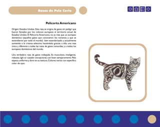 Razas de Pelo Corto
Origen: Estados Unidos. Esta raza se origina de gatos sin pedigrí que
fueron llevados por los colonos europeos al territorio actual de
Estados Unidos. El Pelicorto Americano, no es más que un europeo
doméstico (aquellos gatos que conocieron los romanos y que se
extendieron por todo el mundo) bien estandarizado y actualmente
sometido a la crianza selectiva, haciéndolo gracias a ello, una raza
única y diferente a todas las razas de gatos conocidas y a todos los
europeos domésticos del mundo.
Una verdadera raza de gatos trabajada. Es musculoso, inteligente,
robusto, ágil; un cazador excepcional, con buen temperamento. Pelo
espeso,uniforme y duro en su textura.Colores:varios con específico
color de ojos.
Pelicorto Americano
 