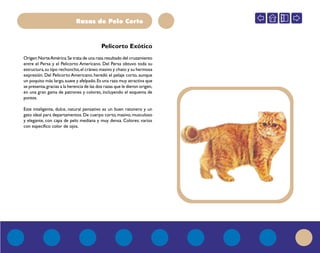 Razas de Pelo Corto
Origen:NorteAmérica.Se trata de una raza resultado del cruzamiento
entre el Persa y el Pelicorto Americano. Del Persa obtuvo toda su
estructura,su tipo rechoncho,el cráneo masivo y chato y su hermosa
expresión. Del Pelicorto Americano, heredó el pelaje corto, aunque
un poquito más largo,suave y afelpado.Es una raza muy atractiva que
se presenta,gracias a la herencia de las dos razas que le dieron origen,
en una gran gama de patrones y colores, incluyendo el esquema de
puntos.
Este inteligente, dulce, natural pensativo es un buen ratonero y un
gato ideal para departamentos.De cuerpo corto, masivo, musculoso
y elegante, con capa de pelo mediana y muy densa. Colores: varios
con específico color de ojos.
Pelicorto Exótico
 