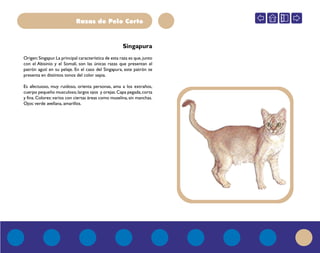 Razas de Pelo Corto
Origen:Singapur.La principal característica de esta raza es que,junto
con el Abisinio y el Somalí, son las únicas razas que presentan el
patrón agutí en su pelaje. En el caso del Singapura, este patrón se
presenta en distintos tonos del color sepia.
Es afectuoso, muy ruidoso, orienta personas, ama a los extraños,
cuerpo pequeño musculoso,largos ojos y orejas.Capa pegada,corta
y fina.Colores: varios con ciertas áreas como muselina, sin manchas.
Ojos: verde avellana, amarillos.
Singapura
 