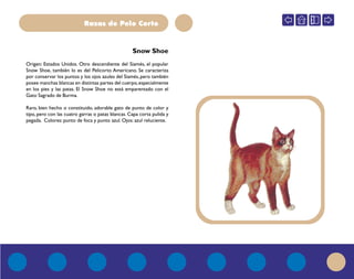 Razas de Pelo Corto
Origen: Estados Unidos. Otro descendiente del Siamés, el popular
Snow Shoe, también lo es del Pelicorto Americano. Se caracteriza
por conservar los puntos y los ojos azules del Siamés,pero también
posee manchas blancas en distintas partes del cuerpo,especialmente
en los pies y las patas. El Snow Shoe no está emparentado con el
Gato Sagrado de Burma.
Raro, bien hecho o constituido, adorable gato de punto de color y
tipo, pero con las cuatro garras o patas blancas. Capa corta pulida y
pegada. Colores: punto de foca y punto azul. Ojos: azul reluciente.
Snow Shoe
 