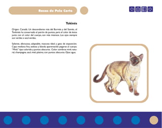 Razas de Pelo Corto
Origen: Canadá. Un descendiente más del Burmés y del Siamés, el
Tonkinés ha conservado el patrón de puntos, pero el color de éstos
junto con el color del cuerpo, son más intensos. Los ojos siempre
son verdes o azul-verdes.
Saliente, afectuoso, adaptable, mascota ideal y gato de exposición.
Capa mediana fina, sedosa y blanda aparentando pegarse al cuerpo.
“Mink” tipo colorido y puntos obscuros. Color:sombras mink natu-
ral, champagne, azul, miel, platino, con puntos obscuros. Ojos: agua.
Tokinés
 