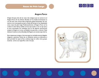 Razas de Pelo Largo
AngoraTurco
Origen:Turquía. Una de las razas más antiguas que se conoce es el
Angora Turco. En las últimas décadas se ha tratado de fomentar la
cría de esta raza, incluso bajo programas gubernamentales. No ob-
stante,no es muy popular,ya que a través del tiempo lo han desplazado
otras razas de pelo largo. Tradicionalmente el Angora Turco se ha
criado en color blanco sólido con los ojos azules o con un ojo azul y
el otro anaranjado. Sin embargo, hoy en día algunas asociaciones
aceptan al Angora en otras variedades de patrones y colores. Cabe
destacar la textura única del pelaje delAngora,con escasa capa interna.
Este majestuoso,antiguo y hermoso gato es verdaderamente delgado,
elegante y gracioso. Gusta de un ambiente sereno, es afectuoso y
bien portado. Su capa es fina y sedosa; larga en collar, cola y grupa.
Colores: varios con específico color de ojos.
 