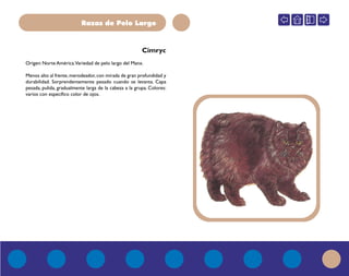 Razas de Pelo Largo
AZUa
Cimryc
Origen: Norte América.Variedad de pelo largo del Manx.
Menos alto al frente,merodeador,con mirada de gran profundidad y
durabilidad. Sorprendentemente pesado cuando se levanta. Capa
pesada, pulida, gradualmente larga de la cabeza a la grupa. Colores:
varios con específico color de ojos.
 