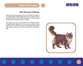 Razas de Pelo Largo
Gato Noruego del Bosque
Origen: Noruega. Estos gatos, que se conocen desde hace siglos en
su natal Noruega,ha despertado el interés de los criadores de otras
partes del mundo y se están haciendo populares. Su atractivo pelaje
de doble capa es repelente al agua y a la nieve.
Una antigua raza que es mencionada en la mitología nórdica.
Inteligente,rápido y juguetón,con fuertes garras para escalar y cazar,
gusta convivir con las personas, pero es independiente. De doble
capa lanuda y resistente al clima. En todos colores y variedades en
ojos.
 