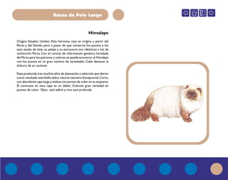 Razas de Pelo Largo
Himalayo
Origen: Estados Unidos. Esta hermosa raza se origina a partir del
Persa y del Siamés, pero a pesar de que conservó los puntos y los
ojos azules de éste, su pelaje y su estructura son idénticos a los de
rechoncho Persa. Con el cúmulo de información genética heredada
del Persa para los patrones y colores,se puede encontrar al Himalayo
con los puntos en un gran número de variedades. Cabe destacar la
dulzura de su carácter.
Raza producida tras muchos años de planeación y selección que dieron
como resultado este bello,dulce,natural ratonero.Excepcional.Corto,
con abundante capa larga y sedosa con puntos de color en su esquema.
El contraste en esta capa es un deber. Colores: gran variedad en
puntos de color. Ojos: azul zafiro y vivo azul profundo.
 