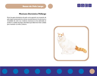Razas de Pelo Largo
Mexicano Doméstico Pelilargo
Entre los gatos domésticos de pelo corto apareció una mutación de
pelo largo,manteniendo las mismas características en la estructura y
variedades de color. Los criadores mexicanos se han esforzado en
producir un pelaje más largo y abundante que debe de ser bien cuidado
para mantener su brillo y textura.
 