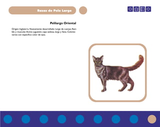 Razas de Pelo Largo
Pelilargo Oriental
Origen: Inglaterra. Nuevamente desarrollado. Largo de cuerpo, flexi-
ble y muscular.Activo juguetón; capa sedosa, larga y llana. Colores:
varios con específico color de ojos.
 