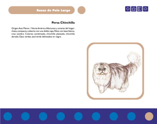 Razas de Pelo Largo
Persa Chinchilla
Origen:Asia Menor / NorteAmérica.Afectuoso y amante del hogar;
chato,compacto,cubierto con una doble capa.Pelos con base blanca,
crea sombra. Colores: sombreado, chinchilla plateado, chinchilla
dorado. Ojos: verdes, azul-verde delineados en negro.
 