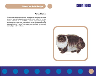 Razas de Pelo Largo
Persa Humo
Origen:Asia Menor.Naturalmente gentil,plácido,fácilmente se ajusta
a nuevos lugares; ideal gato de exposición como todos los persas,
cuerpo redondo en su totalidad y pesado. Capa tersa y larga;
abundante,clara en su base.Los“Humos” son de cierta magnificencia
a la vista.Colores:“Humos”,negro,azul,rojo,concha de tortuga,azul
crema. Ojos: cobre brillante.
 