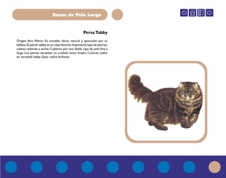 Razas de Pelo Largo
PersaTabby
Origen: Asia Menor. Es sociable, dulce, natural y apreciado por su
belleza.El patrón tabby es un viejo favorito.Imponente,bajo de piernas,
cabeza redonda y ancha. Cubierto por una doble capa de pelo fina y
larga. Los persas necesitan un cuidado extra limpio. Colores: todos
en variedad tabby. Ojos: cobre brillante.
 