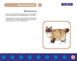 Razas de Pelo Largo
Rabón Americano
Origen:Estados Unidos.Aparentemente esta raza es la manifestación
de una mutación diferente a la del Rabón Japonés y a la del Manx.
Este gato es llamado así por ser el resultado de la combinación de un
doméstico pelicorto y un Bobcat.Doble capa espesa y matosa.Color:
todos los puntos con o sin marcas. Ojos: azules.
 