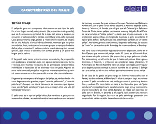 CARACTERÍSTICAS DEL PELAJE
TIPO DE PELAJE
El pelaje del gato está compuesto básicamente de dos tipos de pelo.
En primer lugar está el pelo primario (de protección o de guardia),
que es el componente principal de la capa del animal y después se
encuentra el pelo secundario (cerdas o cerdillas y lanilla,vello o pelusa).
Cada pelo primario, largo, grueso y relativamente áspero, se origina
de un sólo folículo y brota individualmente, mientras que los pelos
secundarios,finos y más cortos,brotan en grupos o manojos alrededor
de los pelos primarios.El pelo secundario puede ser muy fino y suave
(pelusa, capa lanosa) o cerdoso, con puntas gruesas y un poco más
largos que la pelusa.
El largo del pelo, tanto primario como secundario y la proporción
con que éstos se presentan,junto con algunas variaciones en su forma
y textura, son muchas veces una de las principales características
individuales y especiales de las distintas razas de gatos.Algunas de
estas variaciones del pelaje han surgido de manera espontánea y natu-
ral, mientras que otras han aparecido gracias a la crianza selectiva.
En general y con respecto a la longitud del pelaje,se pueden dividir a las
razas de gatos en dos grandes grupos:“razas de pelo corto” y“razas de
pelo largo”. Aunque con cierta frecuencia se menciona que algunas
razas son de “pelo semilargo” y que otras, o mejor dicho una sóla (El
Esfinge),es“sin pelo”.
El pelo corto es el tipo de pelaje básico, fue heredado al gato por sus
antepasados salvajes y a través de los siglos han surgido una gran variedad
de formas y texturas. Así pues,se tiene al Europeo Doméstico y al Pelicorto
Americano,con su pelo corto,denso y áspero,alAbisinio de pelaje suave,
denso y “elástico”, al Siamés, que al igual que el Oriental y el Pelicorto
Punto de Color,tienen pelajes muy cortos,suaves y delgados.En el Manx
es característico el “doble pelaje” es decir, que el pelo primario o de
protección apenas rebasa en longitud a la pelusa o pelo secundario. El
típico“pelo de foca” delAzul Ruso está conformado también por un“doble
pelaje” muy corto,grueso,suave,erecto y separado del cuerpo.La textura
de“satín” es característica del Burmés y de su descendiente, el Bombay.
Por otro lado,se encuentran algunas variaciones especiales,como en el
Rex Devon, que presenta el pelaje rizado. O como en el Cornish Rex,
que carece de pelo primario (de protección) y cuya pelusa es rizada.
Por esta razón y por el hecho de que el rizado del pelo se debe a genes
distintos, el Cornish y el Devon se consideran razas diferentes. El
Americano de Pelo de Alambre tiene un pelaje tan rizado, tan irregular
y tan áspero,que se asemeja al pelo de alambre de los perros.El Esfinge
se caracteriza por el escaso, velloso y extremadamente corto pelaje.
En el caso de los gatos de pelo largo, los líderes indiscutibles son el
Persa y su descendiente,el Himalayo.En ellos el pelaje es largo,abundante
y suave.El pelo secundario es casi tan largo como el primario y éste es
fino y sedoso. Por otro lado, se tiene a los llamados gatos de “pelo
semilargo”,cuyo pelo primario es relativamente largo y muy fino,mientras
el pelo secundario es muy corto. Ejemplos de razas con este tipo de
pelo son el Balinés, el Javanés y el Angora, que poseen una textura
inigualable. Por lo regular, las razas de pelo semilargo presentan una
longitud del pelaje variable, dependiendo de la estación.
 