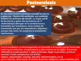 Parasitosis 