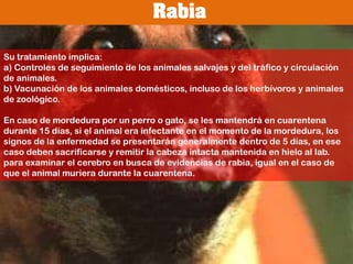 Fiebre tifoideaBorreliosis o Enfermedad de LymePadecimiento infeccioso causado por la espiroqueta Borreliaburgdorferi, que se transmite por la mordedura de garrapatas del género Ixodes.