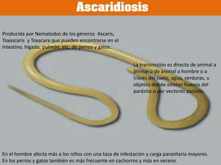 Borreliosis o Enfermedad de LymeExisten vacunas, de utilidad limitada.• Indicada para perros en zonas endémicas, pero no se recomienda su aplicación en animales que viven en zonas libres. • Se debe tener en cuenta las interferencias de la vacuna con el diagnóstico serológico, que pueden durar meses o incluso años.• Control de garrapatas en áreas endémicas.La enfermedad de Lyme es una zoonosis por contacto con garrapatas infectadas. Tiene gran importancia en Norteamérica y en zonas endémicas de Europa.