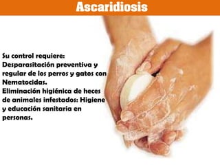 Borreliosis o Enfermedad de LymeEvite, de ser posible, las zonas conocidas por la presencia de garrapatas.  