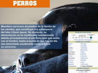 PERROSMamífero carnívoro doméstico de la familia de los cánidos, que constituye una subespecie del lobo (Canis lupus). No obstante, su alimentación se ha modificado notablemente debido principalmente al estrecho lazo que existe con el hombre, hasta el punto en que hoy en día sea alimentado usualmente como si fuese un omnívoro.