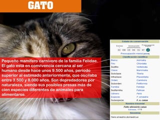 GATOPequeño mamífero carnívoro de la familia Felidae. El gato está en convivencia cercana al ser humano desde hace unos 9.500 años, periodo superior al estimado anteriormente, que oscilaba entre 3.500 y 8.000 años.Son depredadores por naturaleza, siendo sus posibles presas más de cien especies diferentes de animales para alimentarse.