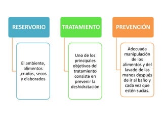 RESERVORIO

El ambiente,
alimentos
,crudos, secos
y elaborados

TRATAMIENTO

Uno de los
principales
objetivos del
tratamiento
consiste en
prevenir la
deshidratación

PREVENCIÓN

Adecuada
manipulación
de los
alimentos y del
lavado de las
manos después
de ir al baño y
cada vez que
estén sucias.

 