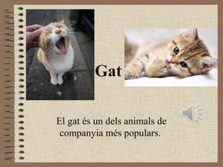 Gat
El gat és un dels animals de
companyia més populars.
 