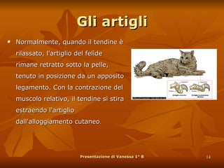 Gli artigli Normalmente, quando il tendine è rilassato, l'artiglio del felìde rimane retratto sotto la pelle, tenuto in posizione da un apposito legamento. Con la contrazione del muscolo relativo, il tendine si stira estraendo l'artiglio dall'alloggiamento cutaneo . Presentazione di Vanessa 1° B 