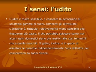 I sensi: l’udito L'udito è molto sensibile, e consente la percezione di un'ampia gamma di suoni, compresi gli ultrasuoni. L'orecchio è, tuttavia, relativamente meno sensibile alle frequenze più basse, il che potrebbe spiegare come mai alcuni gatti domestici siano più reattivi alle voci femminili che a quelle maschili. Il gatto, inoltre, è in grado di orientare le orecchie indipendentemente l'una dall'altra per concentrarsi su suoni diversi. Presentazione di Vanessa 1° B 