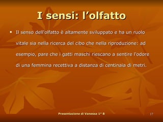 I sensi: l’olfatto Il senso dell'olfatto è altamente sviluppato e ha un ruolo vitale sia nella ricerca del cibo che nella riproduzione: ad esempio, pare che i gatti maschi riescano a sentire l'odore di una femmina recettiva a distanza di centinaia di metri. Presentazione di Vanessa 1° B 
