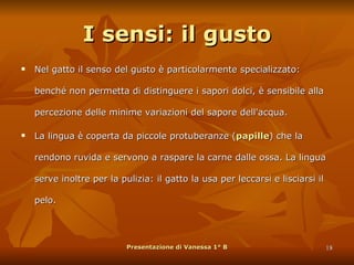 I sensi: il gusto Nel gatto il senso del gusto è particolarmente specializzato: benché non permetta di distinguere i sapori dolci, è sensibile alla percezione delle minime variazioni del sapore dell'acqua.  La lingua è coperta da piccole protuberanze ( papille ) che la rendono ruvida e servono a raspare la carne dalle ossa. La lingua serve inoltre per la pulizia: il gatto la usa per leccarsi e lisciarsi il pelo. Presentazione di Vanessa 1° B 