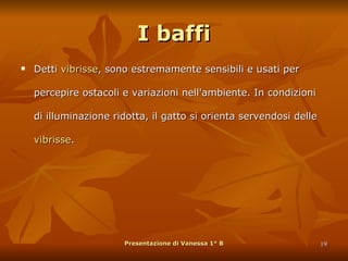 I baffi Detti  vibrisse , sono estremamente sensibili e usati per percepire ostacoli e variazioni nell'ambiente. In condizioni di illuminazione ridotta, il gatto si orienta servendosi delle  vibrisse .  Presentazione di Vanessa 1° B 