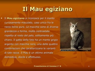 Il Mau egiziano Il  Mau egiziano  si riconosce per il manto curiosamente maculato, caso unico fra le razze feline pure. Le macchie sono di diversa grandezza e forma, molto contrastate rispetto al resto del pelo, solitamente più chiaro. Il gatto della foto ha un manto grigio argento con macchie nere, una delle quattro combinazioni che caratterizzano le varianti di tale razza. Il Mau è un ottimo animale domestico, docile e affettuoso. Presentazione di Vanessa 1° B 
