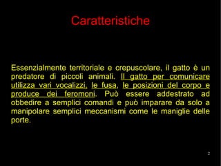 Essenzialmente territoriale e crepuscolare, il gatto è un predatore di piccoli animali.  Il gatto per comunicare utilizza vari vocalizzi,   le fusa ,  le posizioni del corpo e produce dei feromoni . Può essere addestrato ad obbedire a semplici comandi e può imparare da solo a manipolare semplici meccanismi come le maniglie delle porte. Caratteristiche 