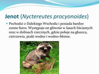 Jenot (Nyctereutes procyonoides)
 Pochodzi z Dalekiego Wschodu i posiada bardzo

cenne futro. Występuje on głównie w lasa...