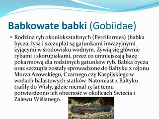 Babkowate babki (Gobiidae)
 Rodzina ryb okoniokształtnych (Perciformes) (babka

bycza, łysa i szczupła) są gatunkami inwa...