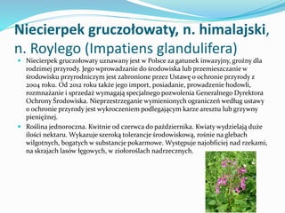 Niecierpek gruczołowaty, n. himalajski,
n. Roylego (Impatiens glandulifera)
 Niecierpek gruczołowaty uznawany jest w Pols...