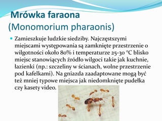 Mrówka faraona
(Monomorium pharaonis)
 Zamieszkuje ludzkie siedziby. Najczęstszymi

miejscami występowania są zamknięte p...