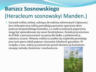 Barszcz Sosnowskiego
(Heracleum sosnowskyi Manden.)
 Gatunek rośliny zielnej, należący do rodziny selerowatych (Apiaceae)...