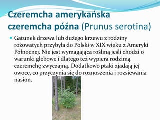 Czeremcha amerykańska
czeremcha późna (Prunus serotina)
 Gatunek drzewa lub dużego krzewu z rodziny

różowatych przybyła ...