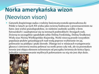 Norka amerykańska wizon
(Neovison vison)
 Gatunek drapieżnego ssaka z rodziny łasicowatyczostała sprowadzona do
Polski w ...